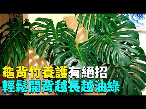 龜背與|龜背芋怎麼照顧、種植？要曬太陽嗎？推薦多肉植物一。